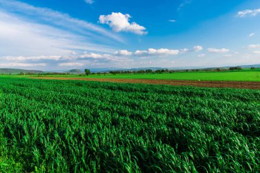 Taze bahar alanının peyzaj, doğal arka plan.