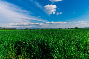 Taze bahar alanının peyzaj, doğal arka plan.