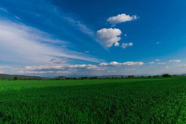 Taze bahar alanının peyzaj, doğal arka plan.