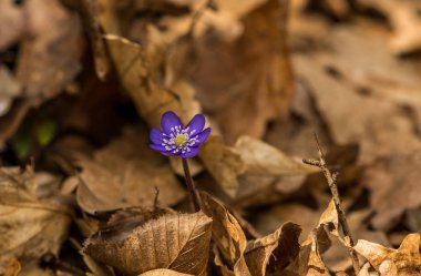 kahverengi kuru ile orman toprakta büyüyen menekşe çiçek yaprakları 