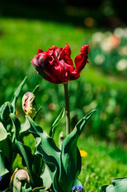 Çiçek yatağında büyüyen taze laleler