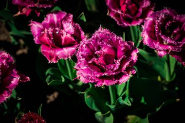 Koyu Pembe Lale çiçek tüylü yaprakları ile