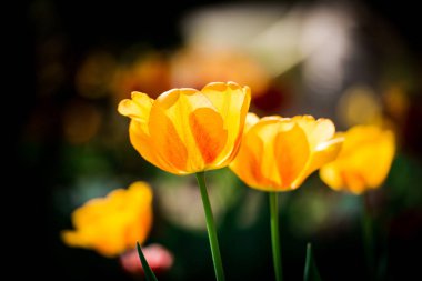 Lale çiçek yatakta parlak renkli