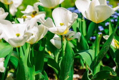 Lale çiçek yatakta parlak renkli
