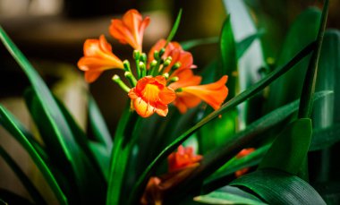 Geniş yeşil yaprakları ile turuncu çiçekler