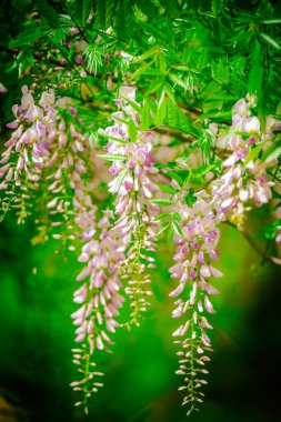 Asılı çiçekler demetleri ile çiçek açan akasya ağacı