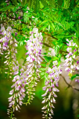 Asılı çiçekler demetleri ile çiçek açan akasya ağacı