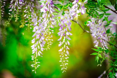 Asılı ağaç görünümü kapat mor Çiçek demetleri