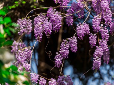 bush menekşe ile çiçeklenme çiçekler