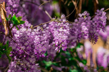 bush menekşe ile çiçeklenme çiçekler