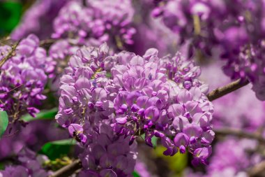 bush menekşe ile çiçeklenme çiçekler