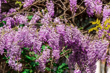 bush menekşe ile çiçeklenme çiçekler