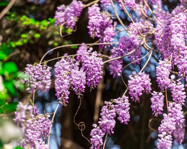 bush menekşe ile çiçeklenme çiçekler