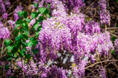 bush menekşe ile çiçeklenme çiçekler