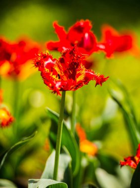 Kabarık kenarları çiçeklerle kırmızı ve Sarı Lale