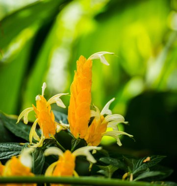 Çiçek yatağında büyüyen çiçeklerin yakın görünümü