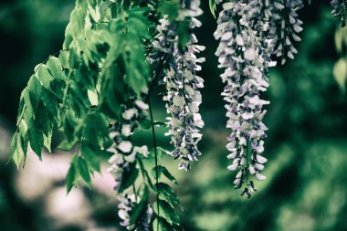 Asılı çiçekler demetleri ile çiçek açan akasya ağacı