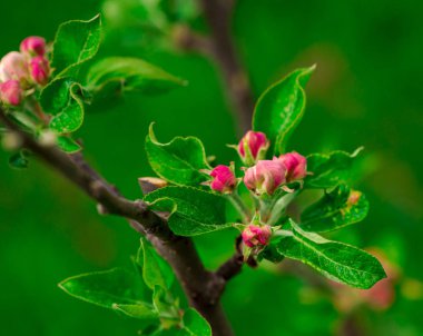Çiçek açan elma ağacı dalları Görünümü Kapat