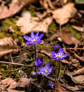 Çiçek açması mantarı çiçekler, Görünümü Kapat.