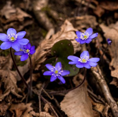 Çiçek açması mantarı çiçekler, Görünümü Kapat.