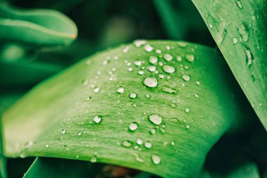 Su damlalı yeşil yapraklar