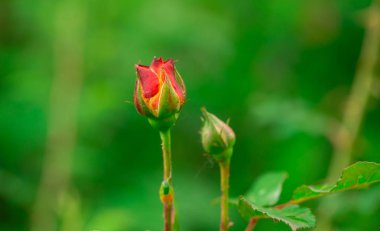 Younf ayrıntı görünümünü tomurcukları gül