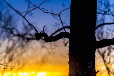 Arka plan ağaç dallarında renkli günbatımı