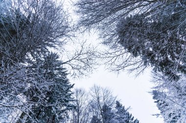 Kış ormanı, doğal peyzaj.