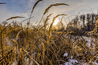 Kış ormanının detayları, doğal arka plan.