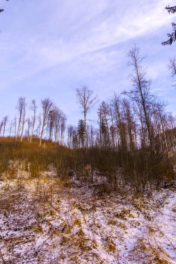 güzel menekşe mor günbatımı ağaç orman ağaçları yukarıda gökyüzü 
