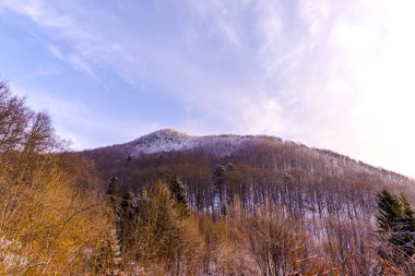 güzel menekşe mor günbatımı ağaç orman ağaçları yukarıda gökyüzü 