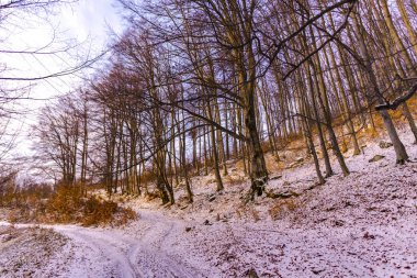 Günbatımı kış orman, soğuk hava.