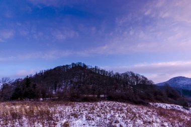 güzel menekşe mor günbatımı ağaç orman ağaçları yukarıda gökyüzü 