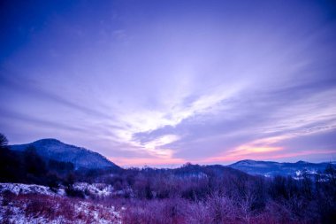güzel menekşe mor günbatımı ağaç orman ağaçları yukarıda gökyüzü 