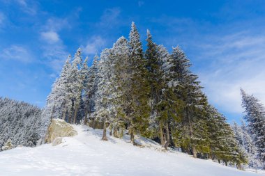 ormandaki karla kaplı iğne yapraklı ağaçlar, dağlar güneşli bir günde