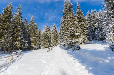 kar iğne yapraklı ağaçlar ahşap kaplı 