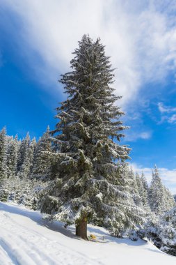 kar iğne yapraklı ağaçlar ahşap kaplı 