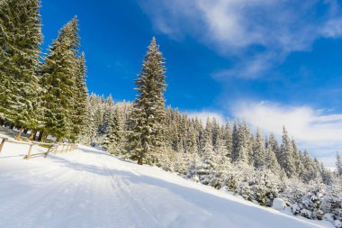 ormandaki iğne yapraklı ağaçlar kar kaplı  
