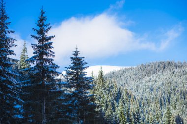 kar iğne yapraklı ağaçlar ahşap kaplı 