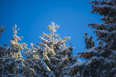 Kış ormanının detayları, doğal arka plan.