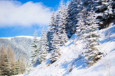 kış sezonu, iğne yapraklı ağaçlar orman ve mavi bulutlu gökyüzü kar kaplı 