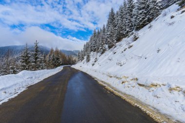 ıslak asfalt yol karda orman kaplı 
