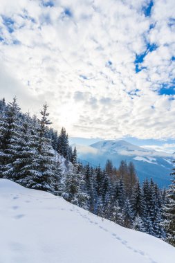karlı dağlar, gündüz iğne yapraklı ağaçlarda ormanıyla 
