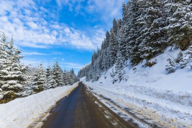 iğne yapraklı ağaçlar dağlar ve asfalt yol ile karlı orman 