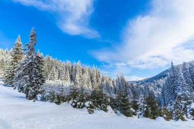 karlı dağlar, gündüz iğne yapraklı ağaçlarda ormanıyla 