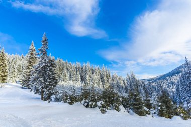 karlı dağlar, gündüz iğne yapraklı ağaçlarda ormanıyla 