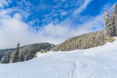 karlı dağlar, gündüz iğne yapraklı ağaçlarda ormanıyla 