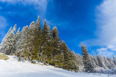 karlı dağlar, gündüz iğne yapraklı ağaçlarda ormanıyla 