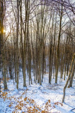 Karlı dağlar, kış manzara görünümünü.