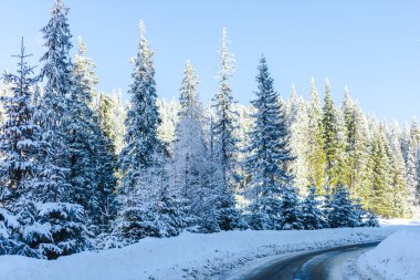 güneşli bir günde kar kaplı dağlar orman 